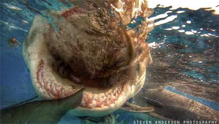 open wide at Tiger Beach - Bahamas by Steven Anderson 