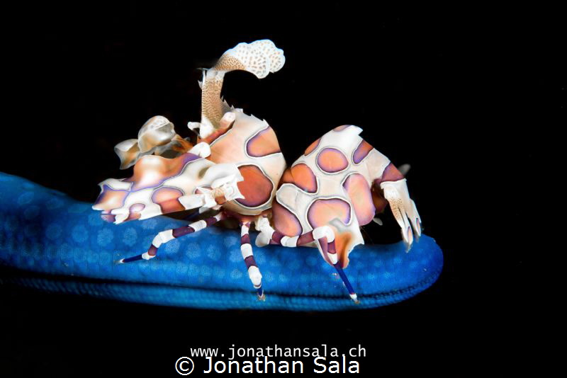 Harlequin Shrimp by Jonathan Sala 