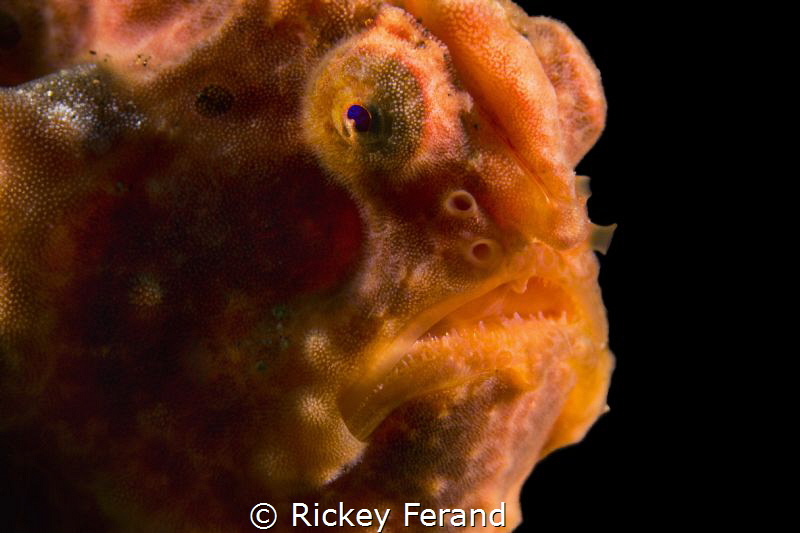 One of many frogfish around Dumaguette, Philippines by Rickey Ferand 
