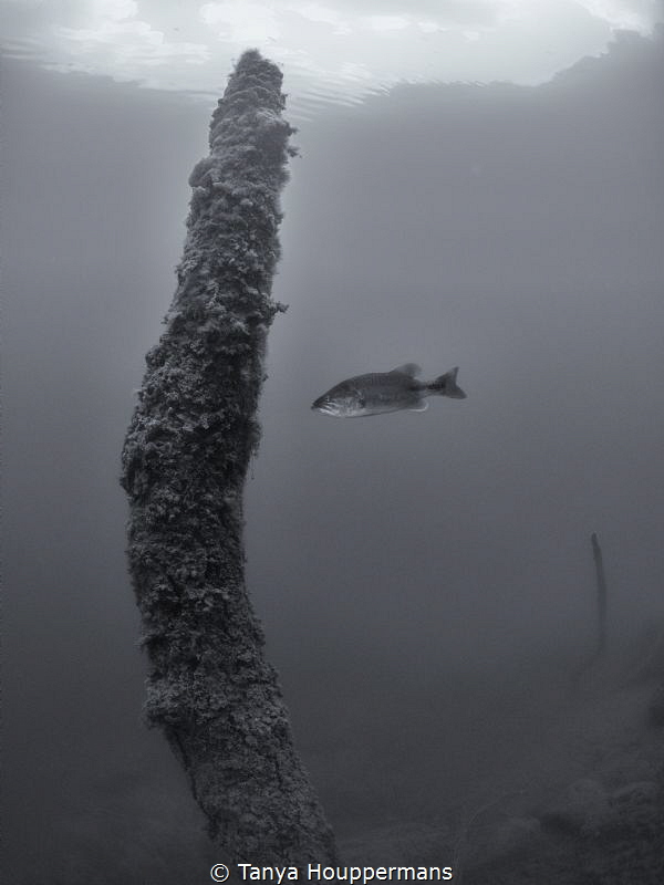 The Loner
A lone fish hovers near a branch in the Rappah... by Tanya Houppermans 