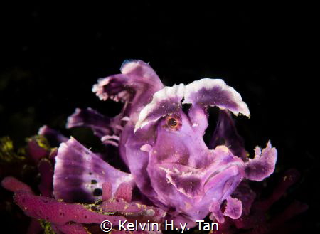 Purple Rhinopias or Weedy scorpionfish by Kelvin H.y. Tan 
