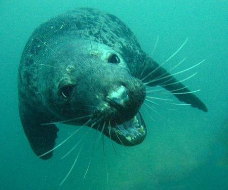 Peckish grey seal in the Farne islands. They allways come... by Dawn Watson 