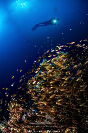 [:b:]Glassfishes school[:/b:] by Francesco Pacienza 