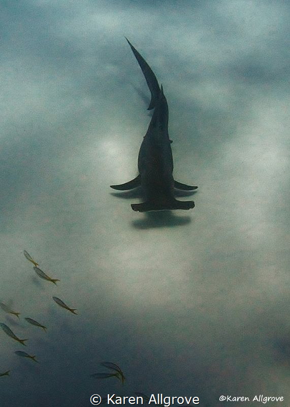 Great hammerhead gracefully gliding by during a safety stop. by Karen Allgrove 