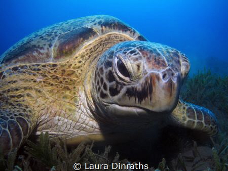 Green turtle (Chelonia mydas) feeding on seagrass by Laura Dinraths 