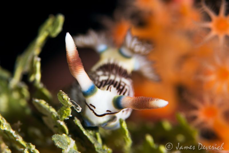 Nembrotha lineolata / Had to work for the angle, a little... by James Deverich 