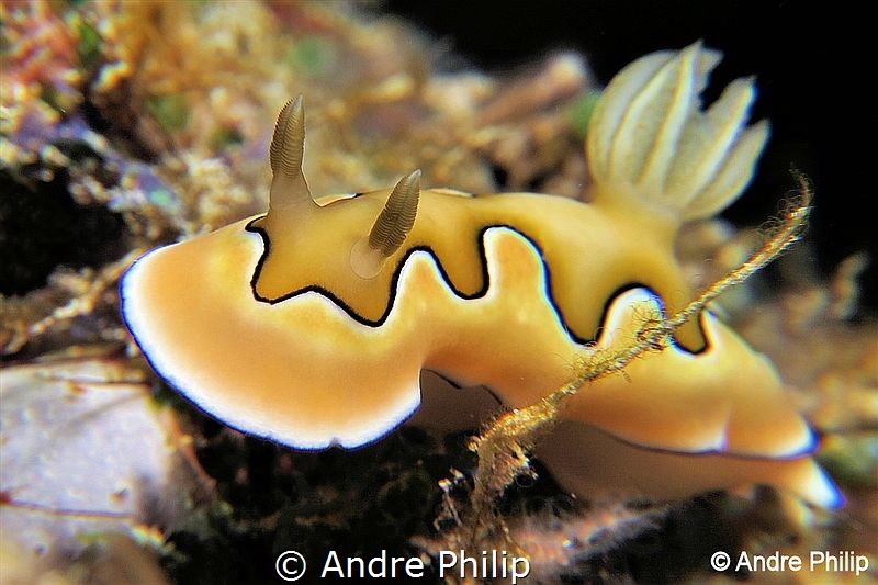 "Cute Beauty" - Goniobranchus coi
Nabucco-Nunukan, Indon... by Andre Philip 