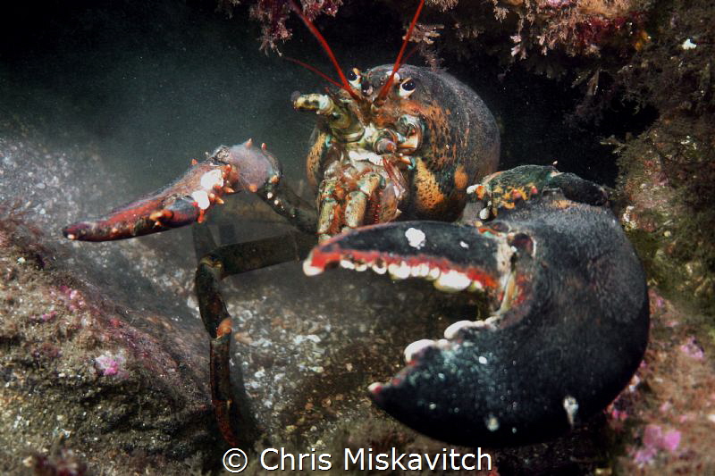 Back away slowly...no lobstaaas or divers were harmed in ... by Chris Miskavitch 