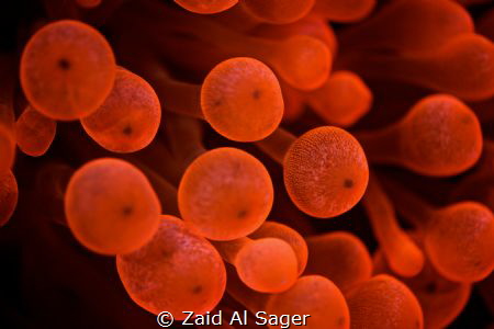 Red Sea .. Red Anemone by Zaid Al Sager 