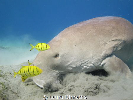Dugong and juvenile pilot jacks feeding on seagrass by Laura Dinraths 
