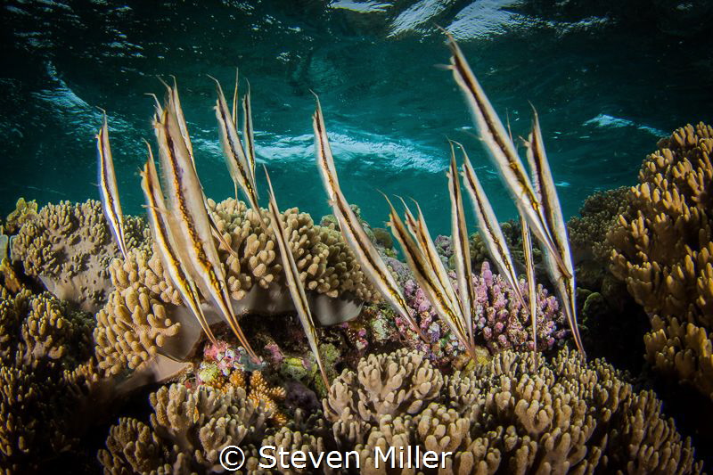 School of shrimp fish, they wave like turtle grass in the... by Steven Miller 