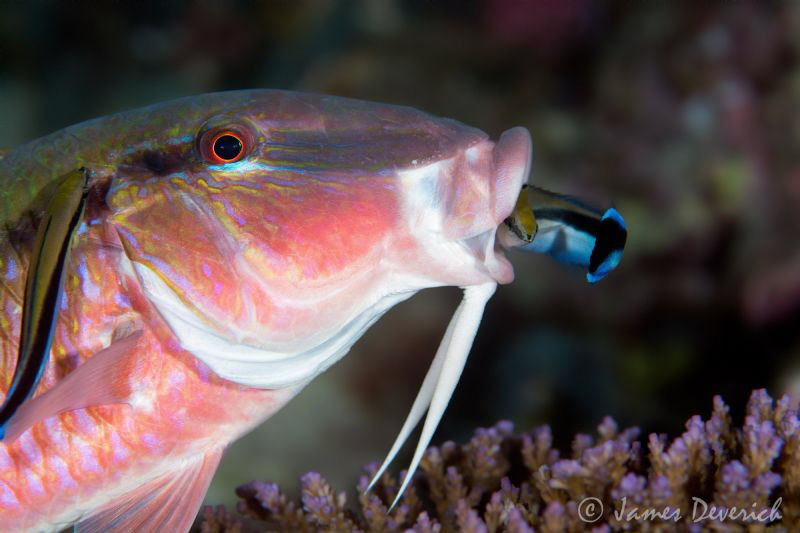 Risky Business / Dare devil cleaner wrasse doing a loop t... by James Deverich 
