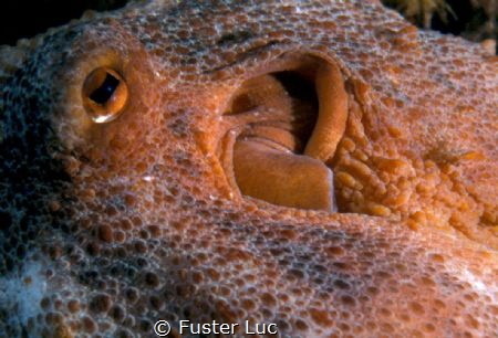 close-up of an Octopus vulgaris by Fuster Luc 