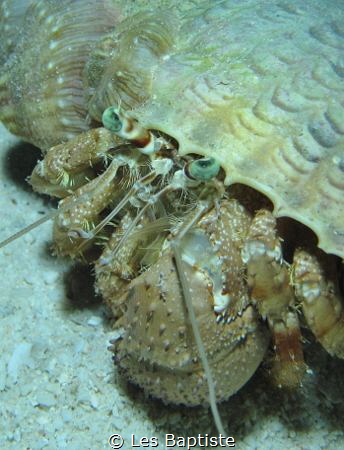 Night dive Hermit Crab/ I can see you by Les Baptiste 
