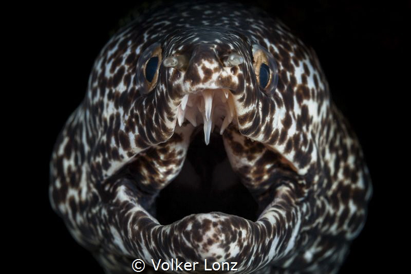 Moray eel by Volker Lonz 