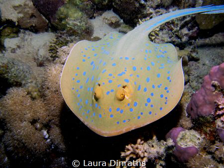 Blue spotted stingray swimming over the reef by Laura Dinraths 