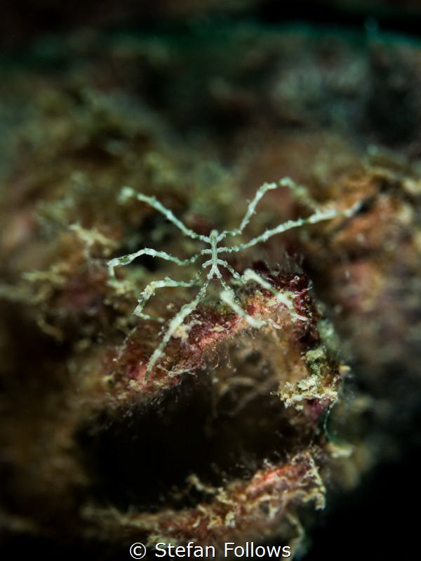 Nightcrawler ... ! Sea Spider - Anoplodactylus sp. Chalok... by Stefan Follows 