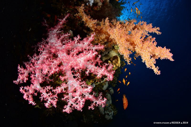 Soft corals from Brother Islands by Taner Atilgan 