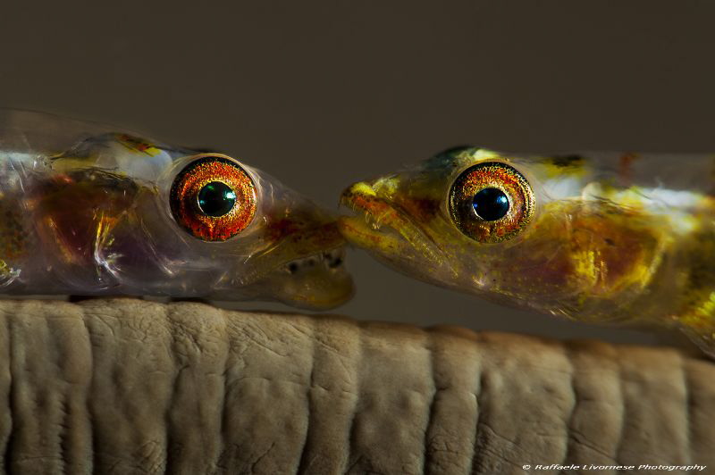 Goby pair on whip coral, no crop by Raffaele Livornese 