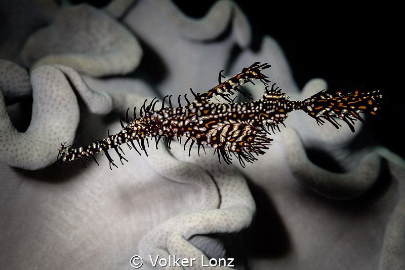 Ghostpipefish in front of a leather coral by Volker Lonz 