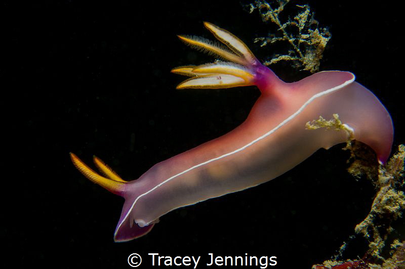 Its surprising what can be found in Singapore waters .. by Tracey Jennings 
