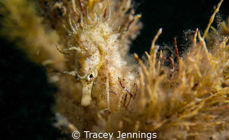 Pot bellied seahorse by Tracey Jennings 