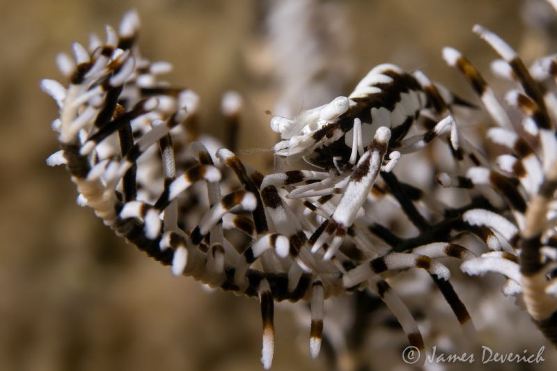 Crinoid shrimp on the Wakatobi House Reef. by James Deverich 