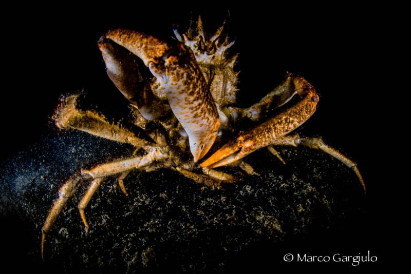 Crab by Marco Gargiulo 