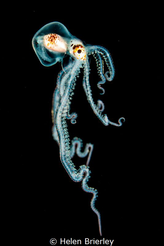 Pelagic octopus, free swimming at night off Kona, Hawaii ... by Helen Brierley 