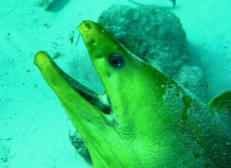 Green Moray - waiting. Taken in Stingray City, Grand Cayman. by Peter Fields 
