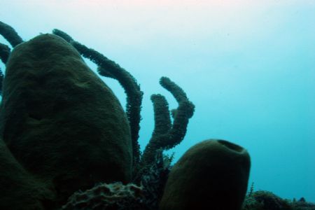 45 ft below the surface. West Palm Beach, FL by Juliana Metzger 