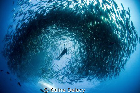 Swimming within a swirling mass of Jacks. Cabo Pulmo, Mexico by Caine Delacy 