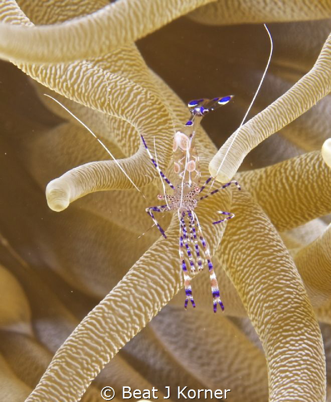 Spotted Cleaner Shrimp on its host looking for 'clients' by Beat J Korner 