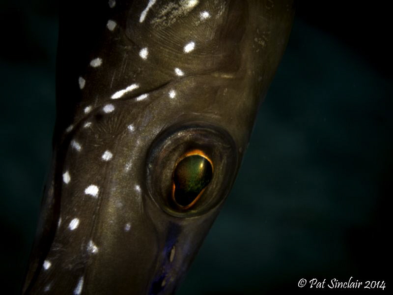 I spotted this trumpetfish hanging out over a reddish col... by Patricia Sinclair 