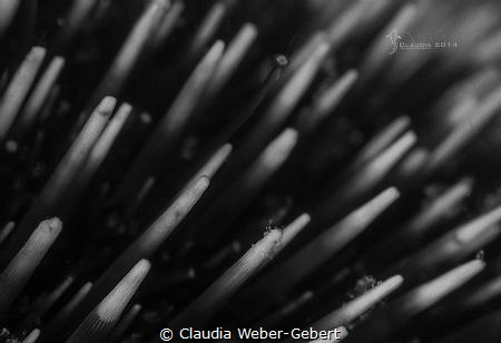 needles and pins - seaurchin macro by Claudia Weber-Gebert 