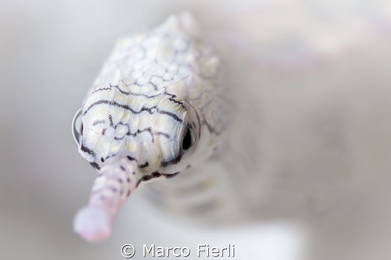 Reef Top Pipe Fish, Portrait by Marco Fierli 