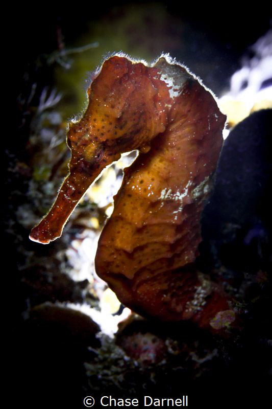 "In the Spotlight"
I saw the position of this Seahorse a... by Chase Darnell 