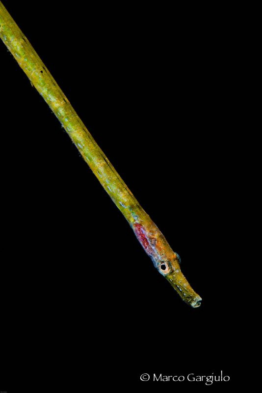 little mediterranean pipefish by Marco Gargiulo 