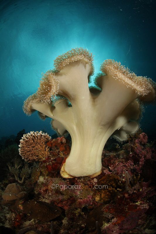 sexy coral, sexy light by Jun V Lao 