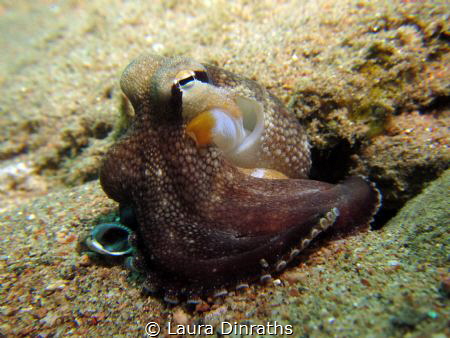 Coconut octopus (Amphioctopus marginatus) - I was not awa... by Laura Dinraths 