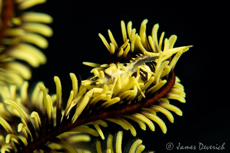 Black and yellow / Crinoid commensal shrimp by James Deverich 
