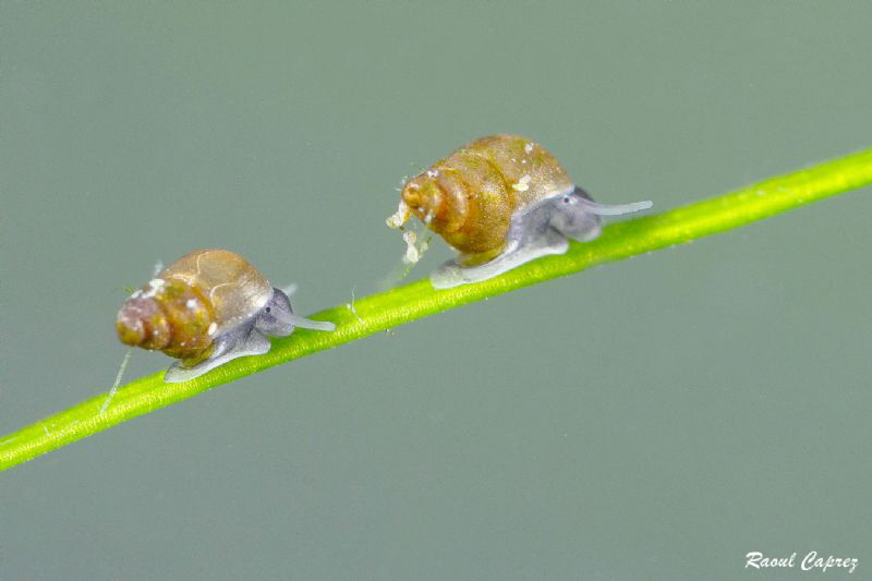 Tiny buddies on their way (3 mm or 0,3 inches),
Nikkor 1... by Raoul Caprez 