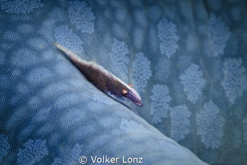 Shrimp on a blue seastar by Volker Lonz 
