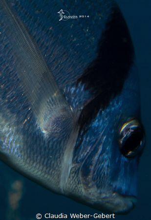 fintastic details - sea bream close up by Claudia Weber-Gebert 
