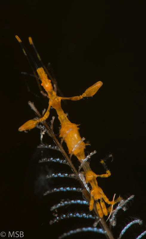 Yellow skeleton shrimp. by Mehmet Salih Bilal 