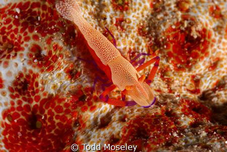 emporer shrimp by Todd Moseley 