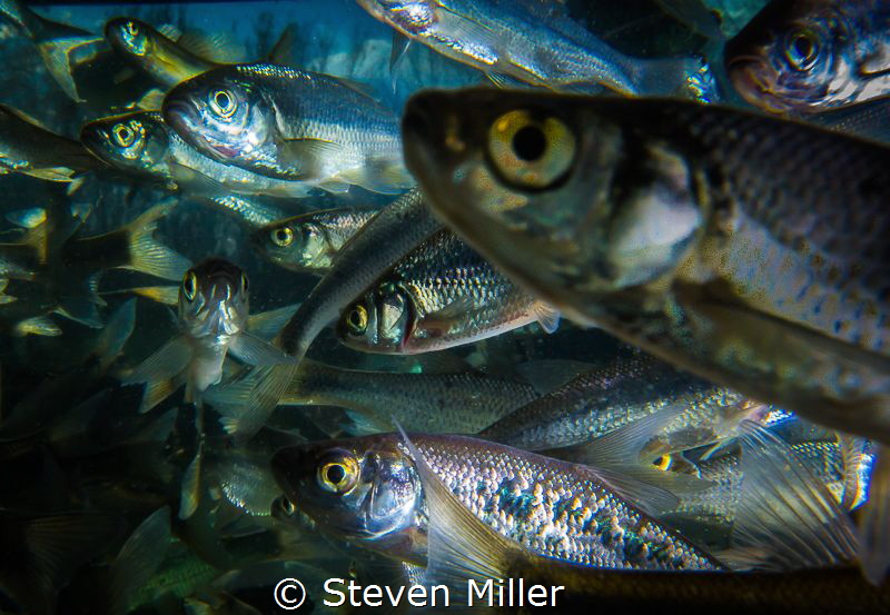 Just before the freeze. These minnows huddle at the inlet... by Steven Miller 