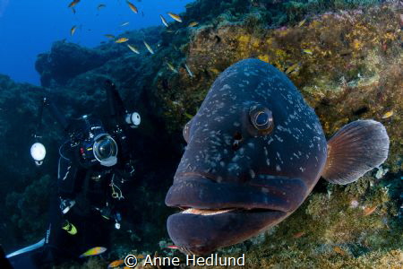Friendly grouper by Anne Hedlund 