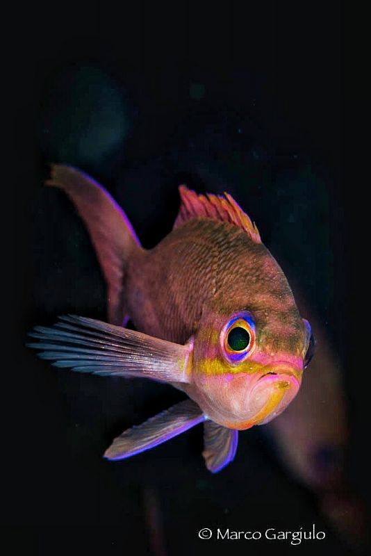 Anthias anthias by Marco Gargiulo 