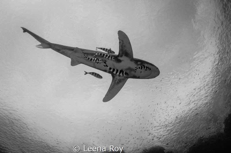 Oceanic shark with entourage by Leena Roy 